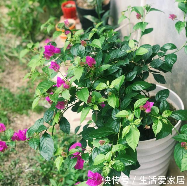 【长到爆盆】这“8种花”阳台院子都能种，丢土里就长，30天长爆盆，太好养了