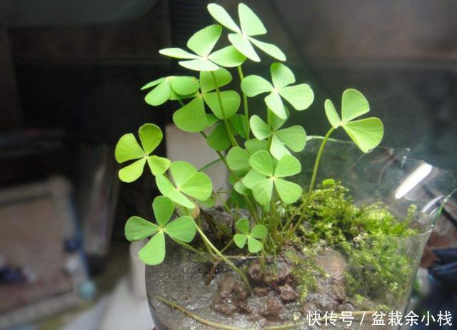  [人把它叫做]不知道该怎么规划阳台？不如养盆幸运草，每次花开美得像花海