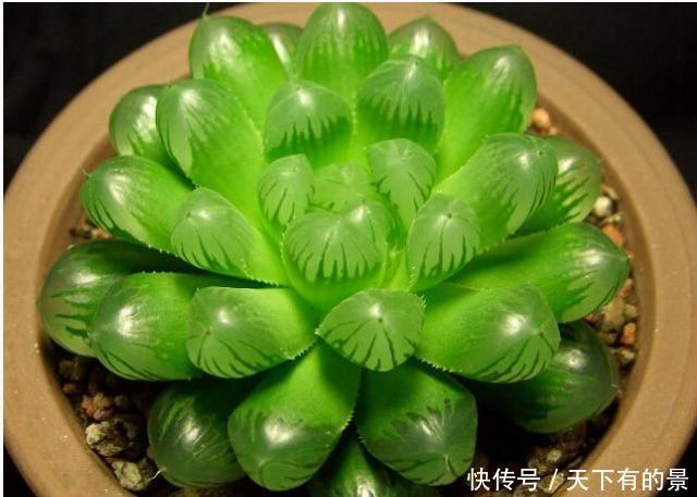  养护@养护多肉“玉露”，做好这7点，株型憨憨可爱叶色晶莹剔透