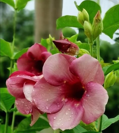  『朵花』此花真神奇，1对叶6朵花，室内室外都能栽，一棵开出花海来，超美
