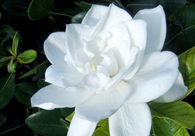 栀子花花苞:只要养护好,栀子花2月也开花,花后别忘一件事,越长越旺