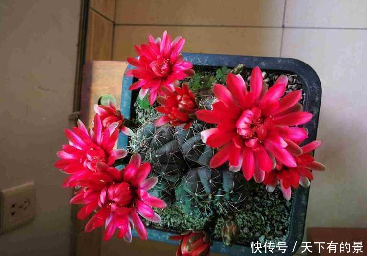 日子:3种花花期超长开花美,养家里,四季如春寓意好,日子越过越红火