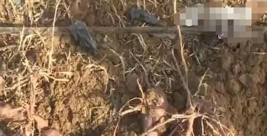  红薯：说好亩产5000斤“缩水”8成，每亩赔1000多元，农民怀疑是