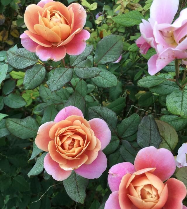 花香:此款木本盆栽花,开花美丽,花香浓郁,四季有花开,养护也容易