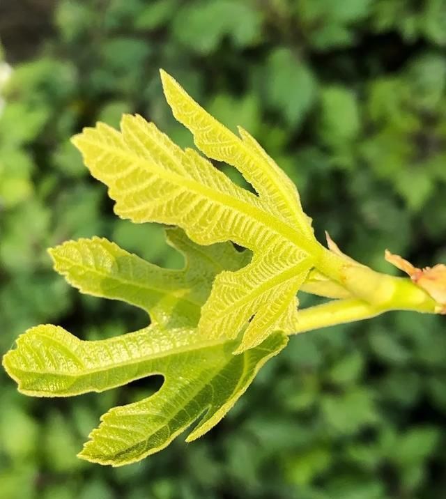  [家里]三月, 家里的植物