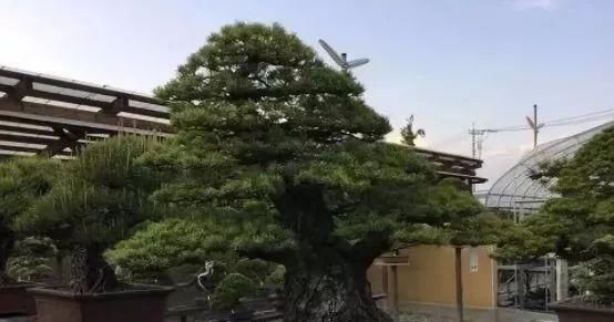 岁寒三友,一组松树盆景佳作欣赏