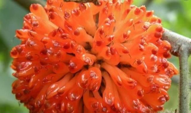 #甲醛#这种“植物”是“吸甲醛之王”,果子还能治病,栽一盆好处多多!