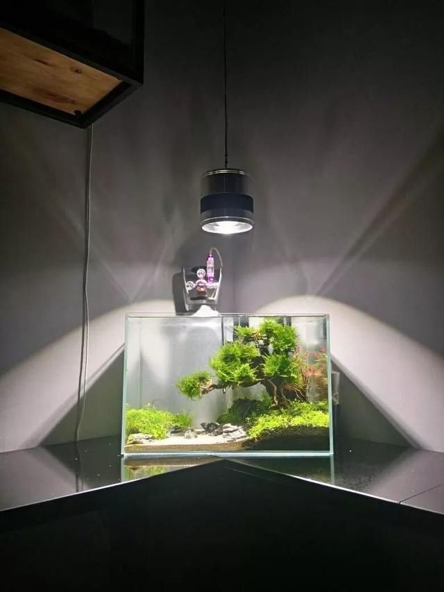  「养草」从养鱼到养草，从雨林缸到水陆缸 | 10年水族之路