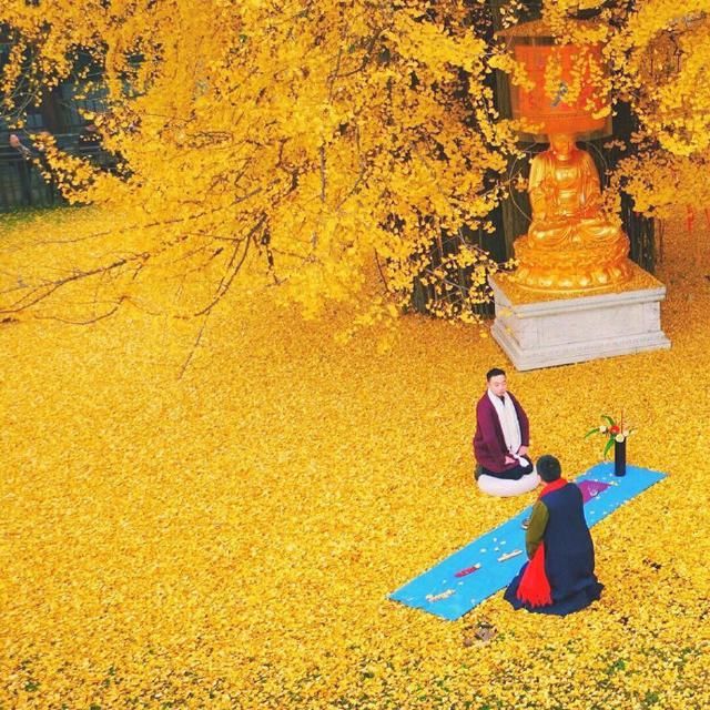 西安这颗银杏树，又双叒叕火了!