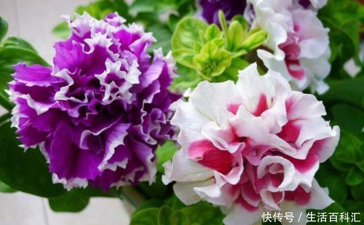  『凤仙花』喜欢家中养花，就养这几3种，花色艳丽，花期长，美轮美奂美娇娘