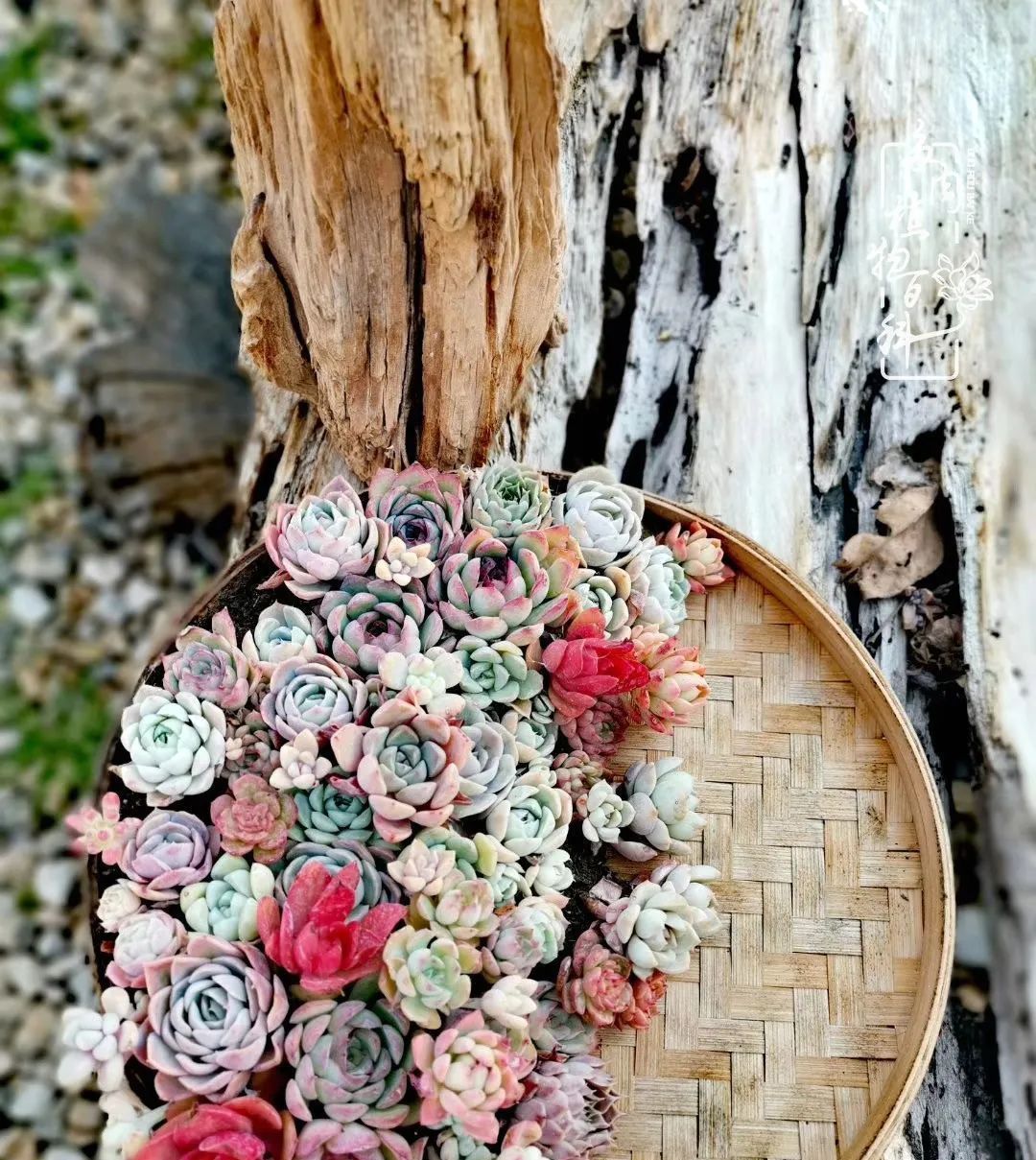  『植物』八种号称“养不死”的多肉,你养了几种?