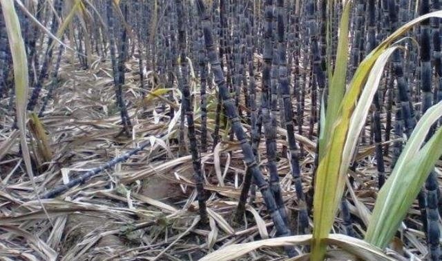  市场上|年前5毛一斤刚保本，年后3毛一斤还无人收，农民：今年争