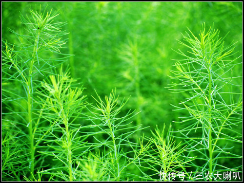 农民讨厌的一种野草，竟然可以卖到30元一斤！