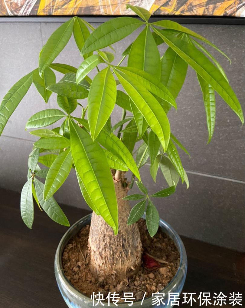 「种花」9种花,不能多浇水,水一多就烂根