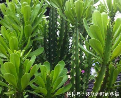  居家|养花也养人，镇宅还旺财，这三种花是居家养护极品！有钱人都喜欢