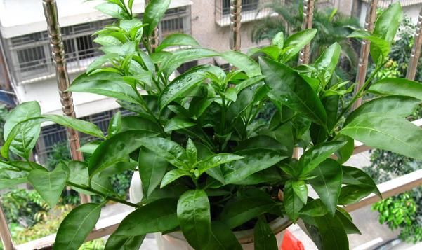 你种■你种的夜来香没有开花?那是你不了解它,来看看开花的必备条件吧