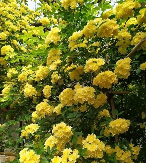  『桂花』1种花太好养,扔土里就能活,比桂花还香!