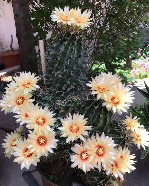  「还要」4种仙人掌植物“爱开花”，一开一大片，比蟹爪兰还要好看！