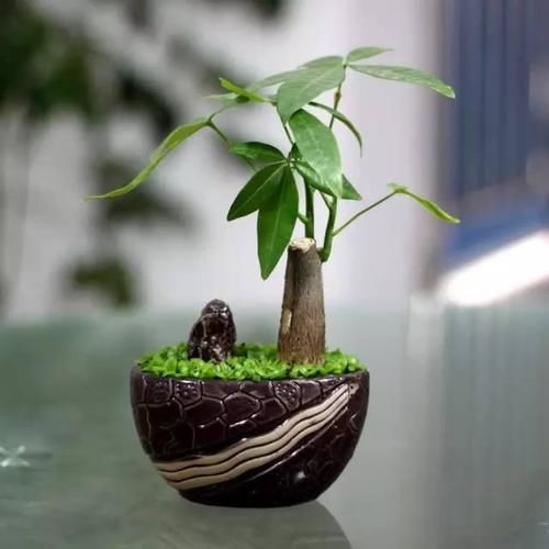  你家：家里的七个角落，分别对应什么绿植？你家种对了吗？