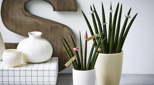 【棒叶】棒叶虎尾兰的养殖方法和注意事项