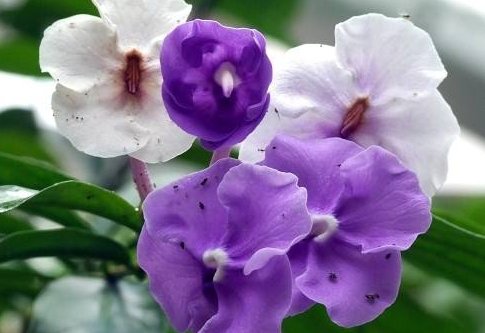 家里:这几款小花养在家里,开花硕大香味浓,花姿优美,为花中异色,美