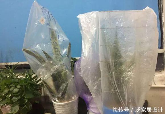  【干瘪】养虎尾兰，“3点”别做错，做错了烂根、干瘪，越长越差！