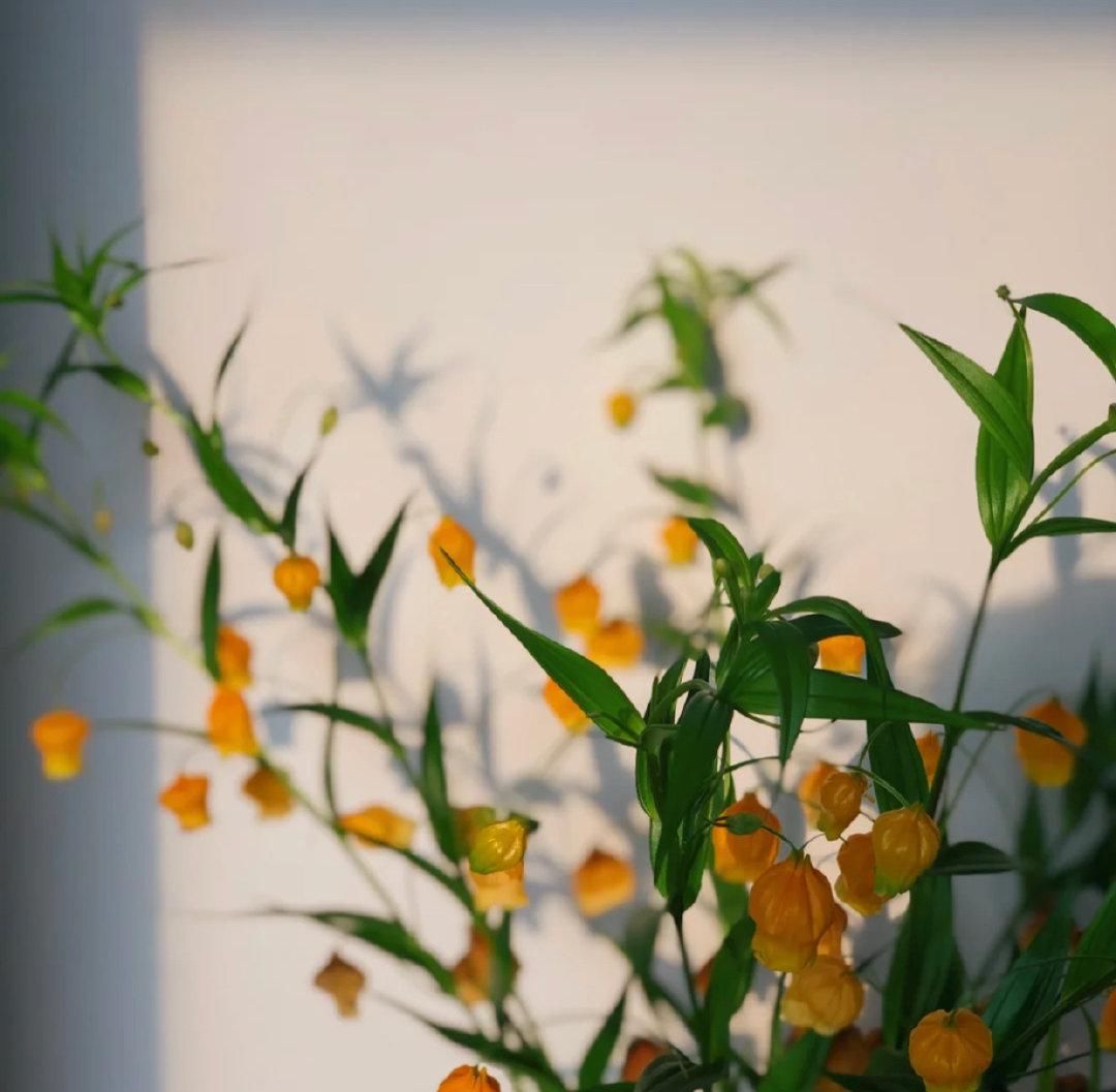  【稀少】号称是鲜花中的爱马仕，枝干上挂满了一盏盏小宫灯，数量稀少且价格奇高