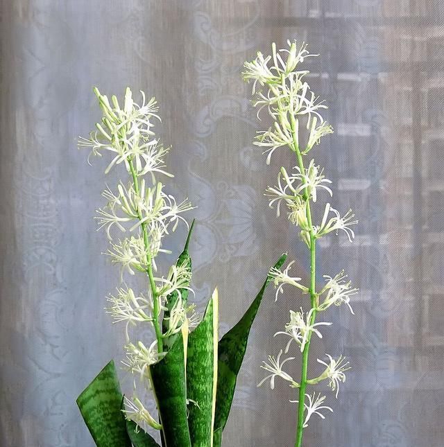 [家里]王阿姨就爱养这2种花，虎皮兰叶叶“1人高”，还能赏花！