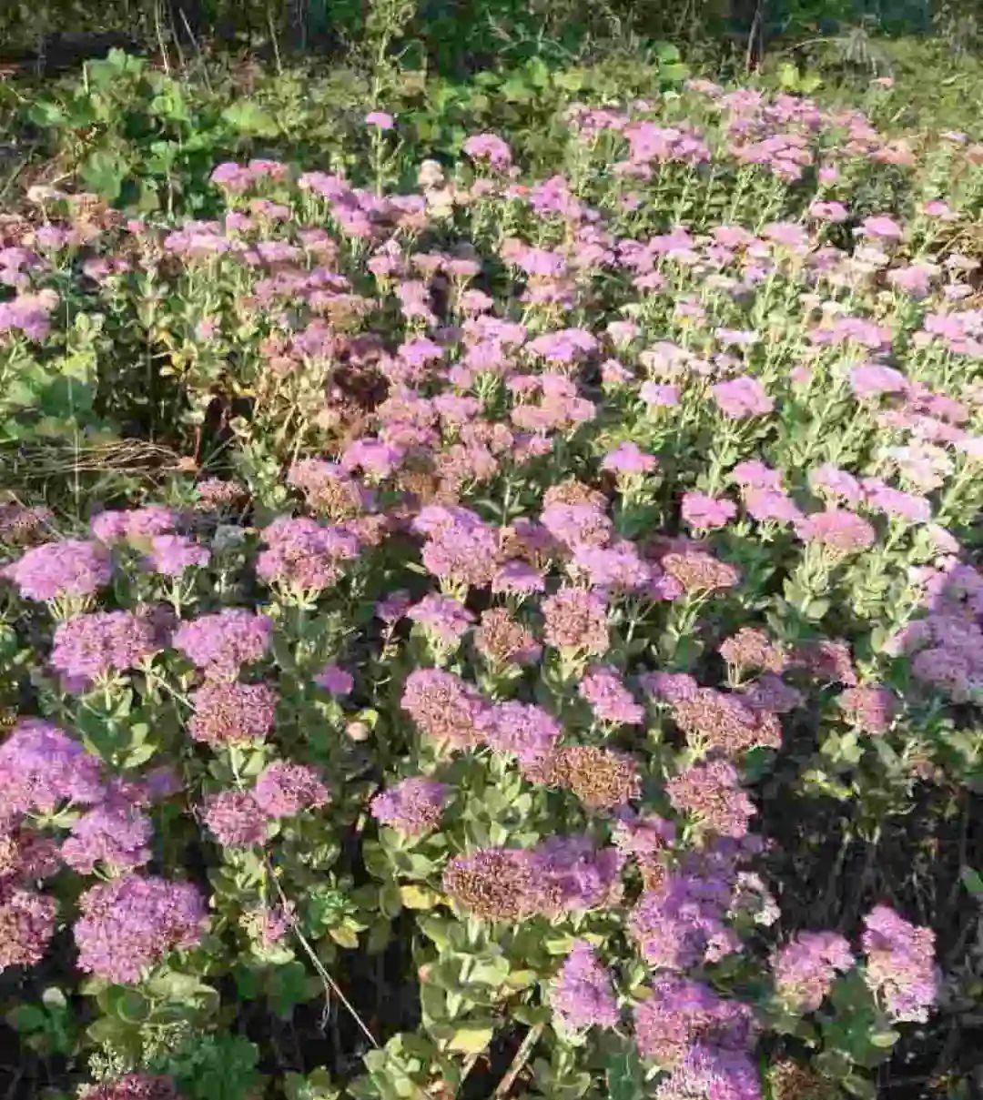  【慎养】这花要慎养，每年砍掉3麻袋，照样蹭蹭长！