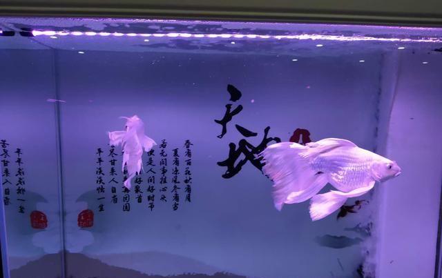 『解决』记住四句话，可以解决很多观赏鱼的体表外伤疾病