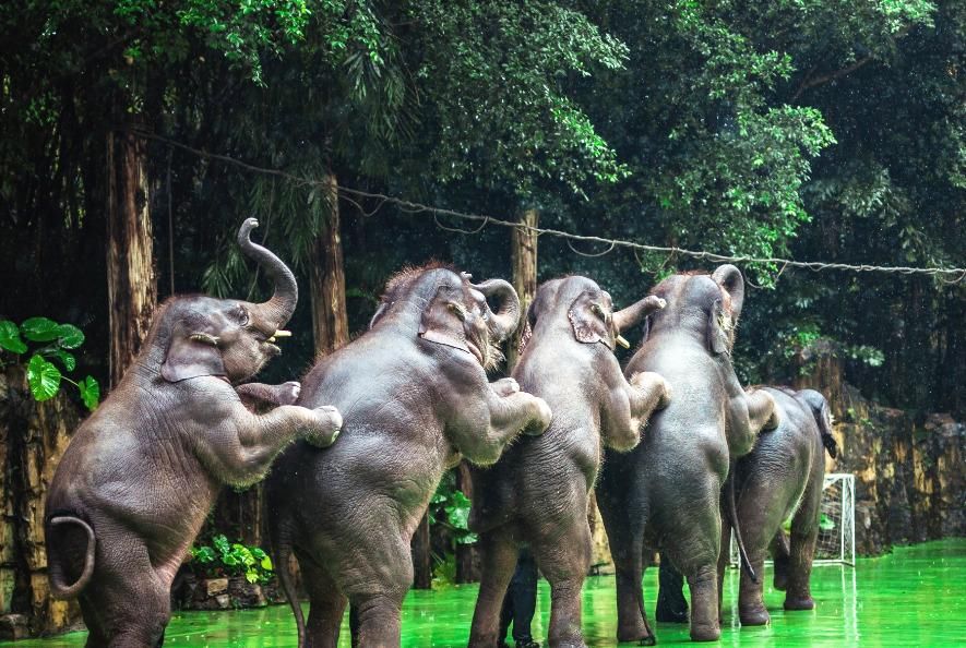 长隆野生动物园是谁开的