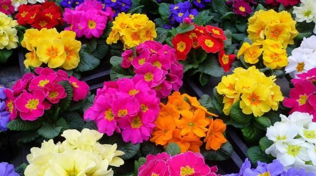 【不见】报春花盆栽得了斑点病和黄叶病,学会这四个办法,黄叶病斑都不见