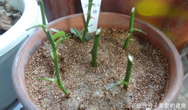  [抗旱能力]老花匠妙招，养绿萝文竹喂点阿司匹林，嗖嗖冒新芽，根儿挤破盆！