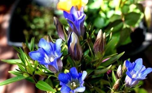  「龙胆花」此物开花太“梦幻”，生长快，开花多，年末养一盆，年初就爆盆