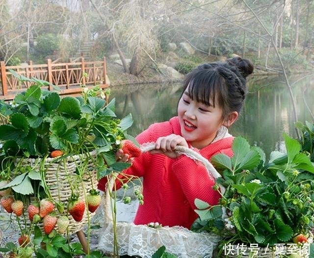  无花果|还在阳台种绿植现在流行养此些水果盆栽，好看又好吃