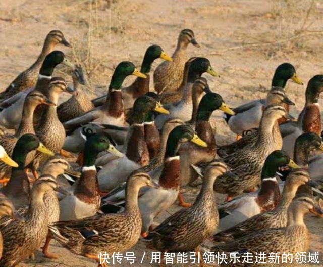  「利润」养殖鸭子周期短，45天就可以出售，利润怎么样