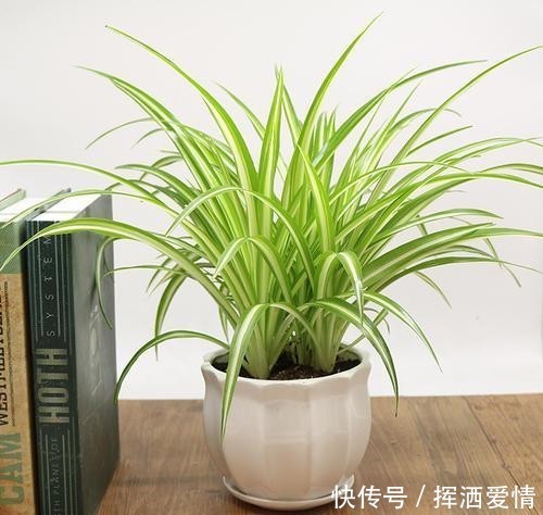  『观赏价值』吊兰叶片翠绿四季常青，不仅观赏价值高，还是净化空气的能手！