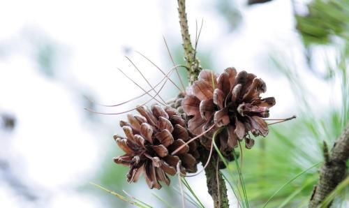  『人称』农村人称“长寿果”，过去被当废料烧，现在60一斤很值钱