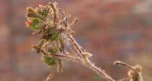  「喜欢」农村一种喜欢粘人的野草，人称“豨签草”，却是祛风湿