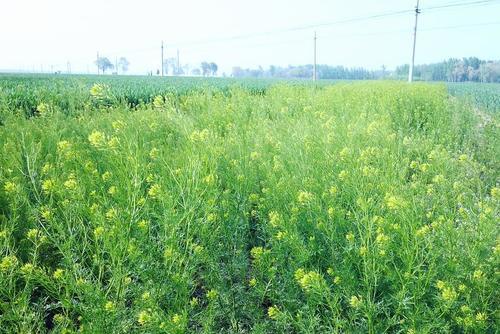 麦地这野草，农民看到就犯愁，殊不知浑身是宝，营养不输荠菜