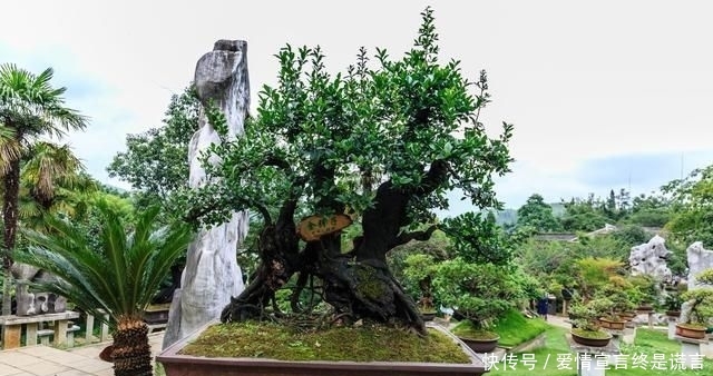 「样子」李大爷独具慧眼,最喜欢上山找树桩,再奇怪的样子也能变成盆景