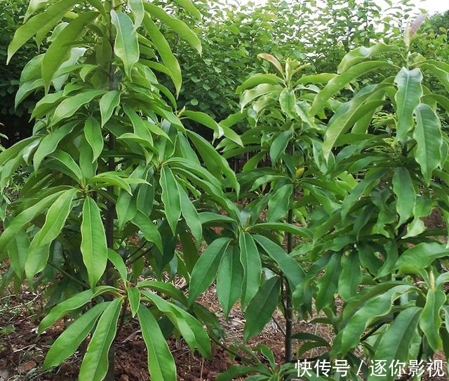 5厘米@巴东木莲为特有的珍贵树种,属国家二级保护树种,为珍稀濒危植物