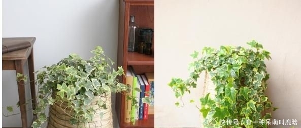 【湿润】春季“3种花”养家里,净化空气除干燥,空气清新又湿润,超舒服