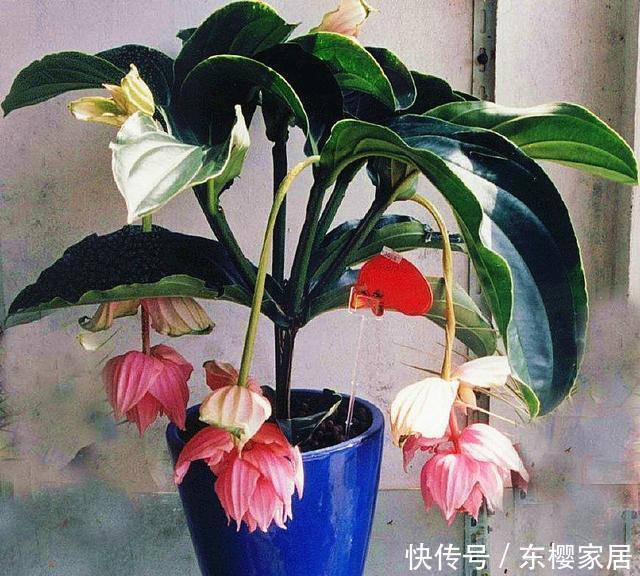  『彩色』“灯笼花”怎么养，注重4点技巧，花色鲜艳如彩色“灯笼”高高挂