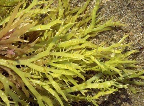 毛孔粗的如同“橘子皮”，又老又丑，脸上坚持搓2物，就能秒变小