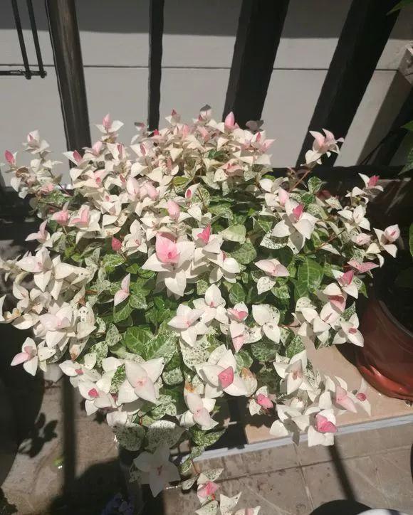  『家里』家里“采光”不好的角落，养5种耐荫花，长得旺，易爆盆！