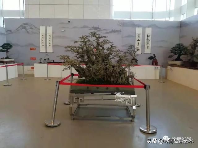  「作品」有年功的盆景，品相好，价值高！