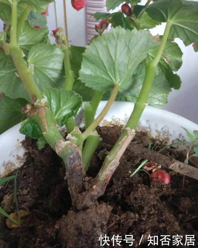 「怕乱」5种花就怕乱浇水,浇得越多,死的越快