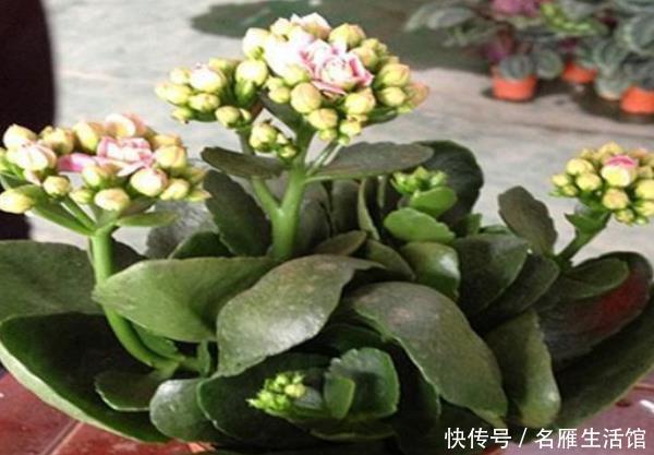  随便：这4种树“镇宅又聚财”，个个都是财神爷，千万别随便送人！