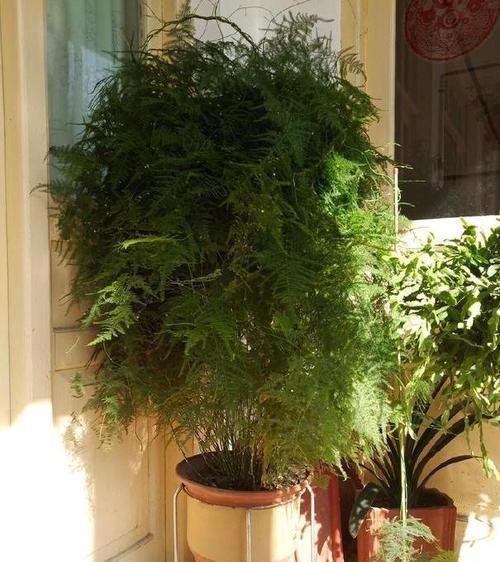  【合适】如何打理文竹合适又实用？4点做到位，植株枝叶繁茂、长得旺